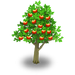 Apple Tree