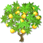 Апельсиновое дерево