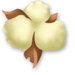 Cotton