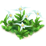 Star Grass (Cowlick)