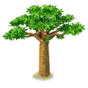 Baobab