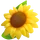Girasoles
