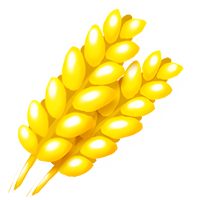 Wheat
