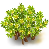 Arbusto de la creosota