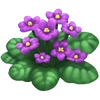 Violeta africana