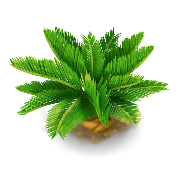 Пальма саго