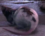 Ratter.jpg