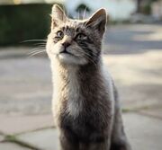 Will's dæmon Kirjava.