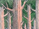 Wheel-tree