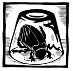 A spy-fly trapped in a jar.