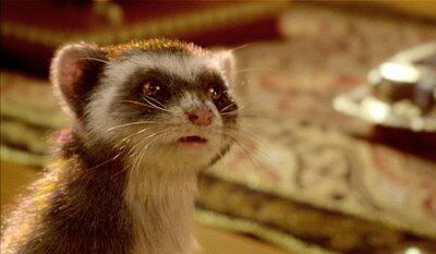 Lyra Silvertongue | His Dark Materials | Fandom