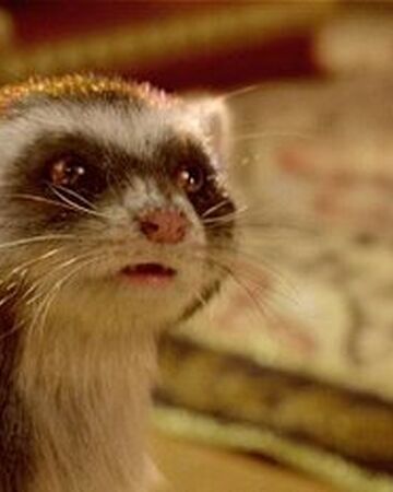 Daemon His Dark Materials Fandom