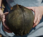 A seed-pod examined by .