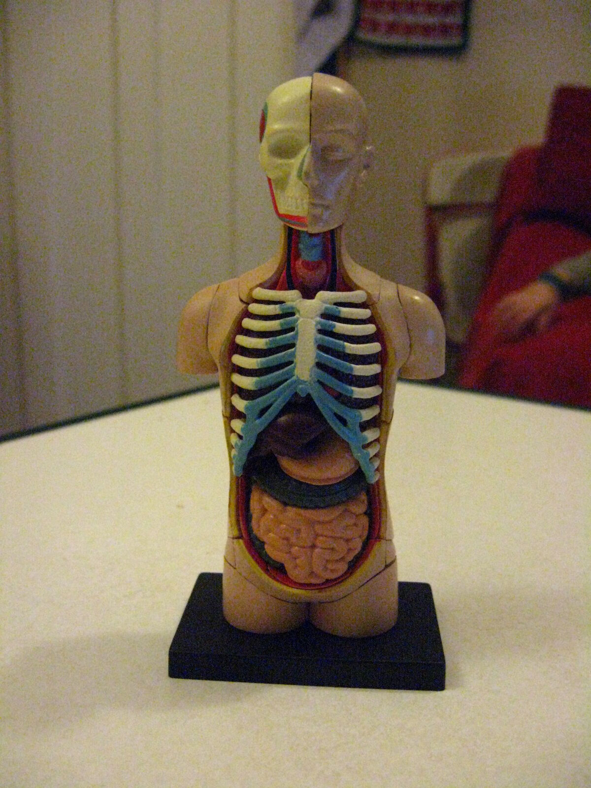 Human Biology | HE Exams Wiki | Fandom