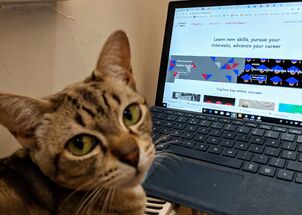 Cat distance learning