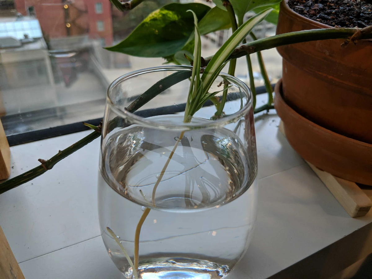 Spider Plant Headcheese Wiki Fandom