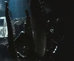 Xenomorph 002.jpg (10 KB)