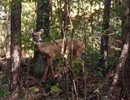 Walking Dead 7x12 002.jpg (93 KB)