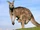 Kangaroos