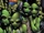 Green Martians