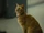 Goose 001.jpg
