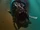 Piranha - Piranha 3DD 001.jpg