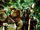 Ewoks
