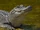Alligators