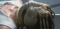 Face Hugger.jpg (28 KB)
