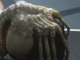 Facehugger