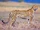 Cheetahs