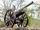 Cannon