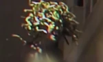 Sandra - VHS99