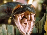 Anaconda