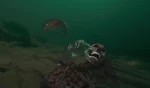 Piranha skeleton