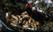 Hellraiser 012 - Maggots