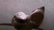 2-Headed shark 005