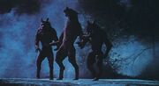 Howling werewolves