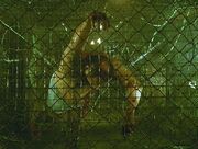 Barb wire trap