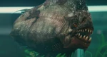 Piranha fish