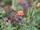 Cloudberry