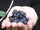 Bilberry