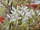 Juneberry