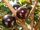 Jaboticaba