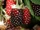 Boysenberry