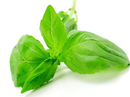 Basil Oil Healthy Recipes Wiki Fandom