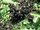 Elderberry