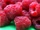 Raspberry