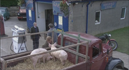 David and Vernon got pigs in exchange for the turnips