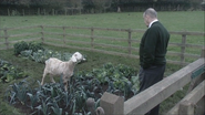 Oscar soon finds an escaped goat on the pub's vegetable patch